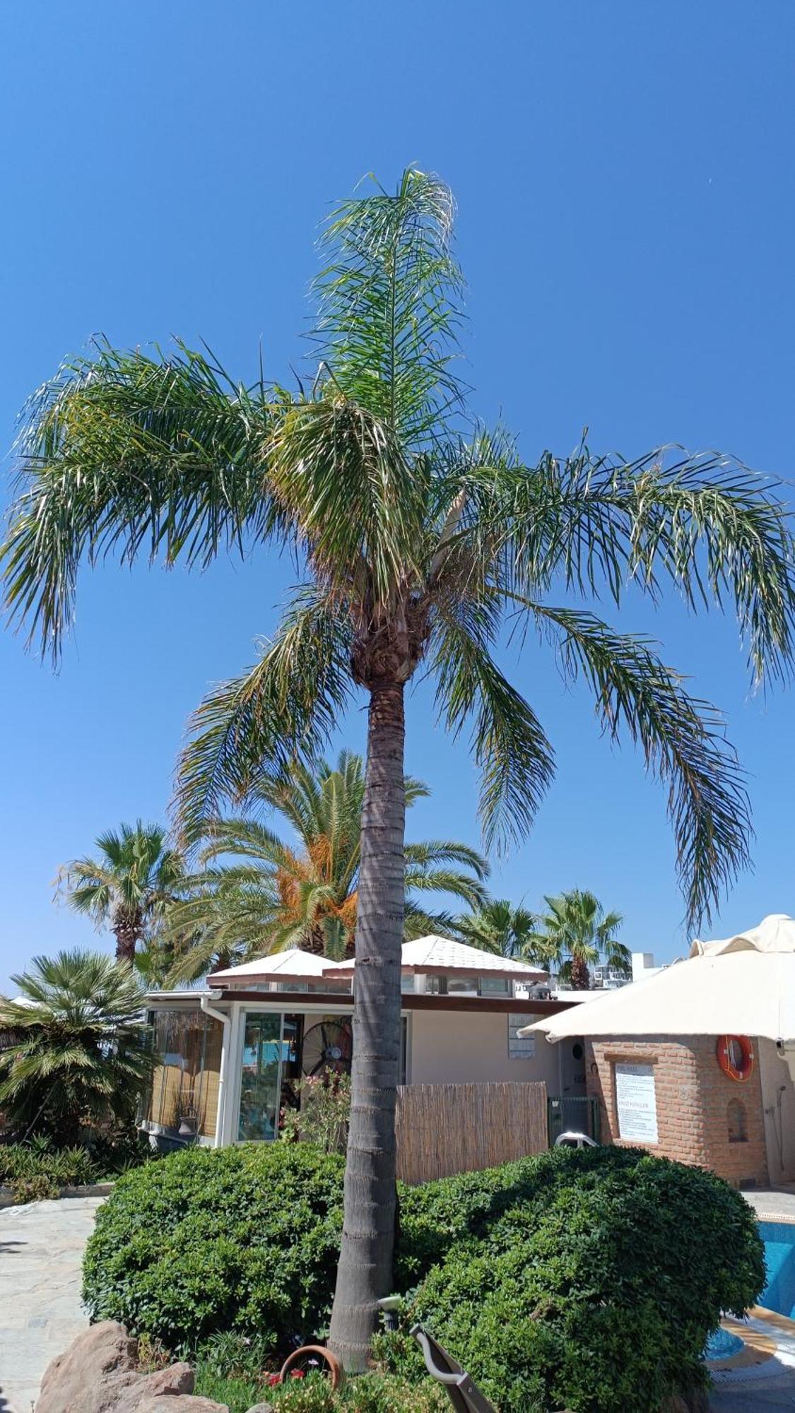 UzHan Beach Hotel Bitez Exterior foto